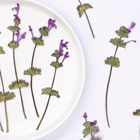 Feuilles séchées de Lamium Amplexicaule pressées MNR2224, kit de bricolage pour enfants, collage, décoration de visage, cadres photo, spécimen végétal
