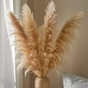 MC2 Boho Wedding 120cm Pampasgras Tall Natural Dry Flower Beige Large Fluffy Dry Decor Pampas Grass para la venta