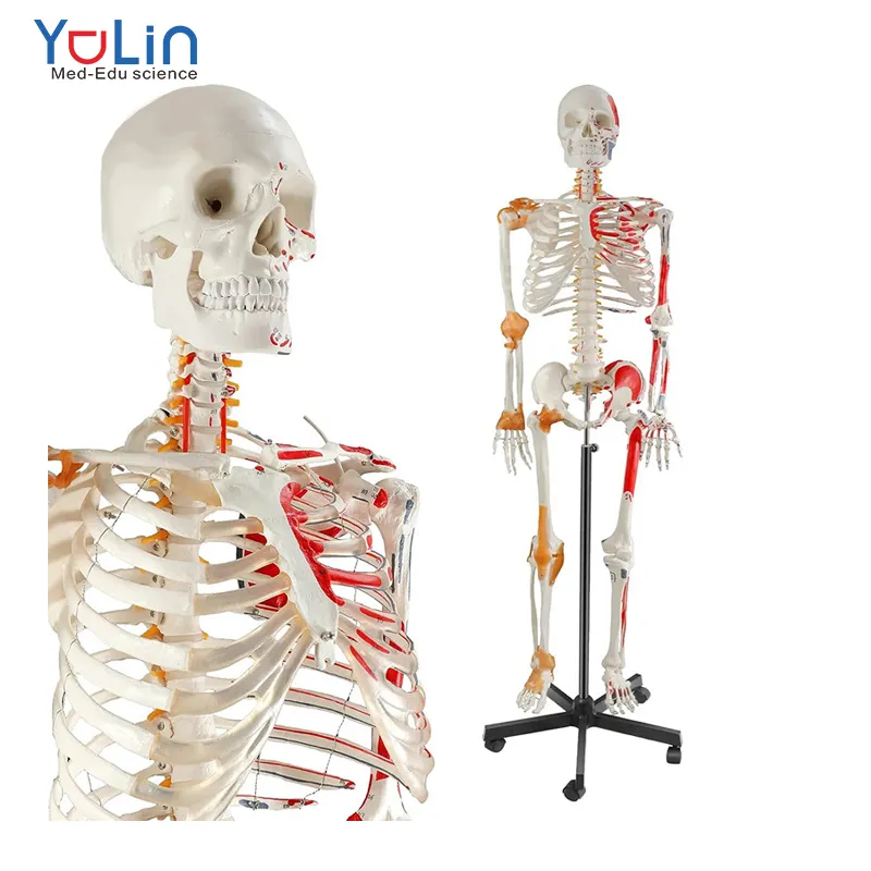 Modelo de esqueleto colorido humano 180cm para anatomia Modelo de esqueleto humano médico com ligamento com sistema nervoso