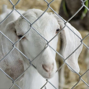 Grillage tissé sur mesure pour enclos de bétail, fermes avicoles et solutions d'élevage - Product Image 2