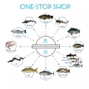 Sistema <span class=keywords><strong>RAS</strong></span> de acuicultura para tilapia Murrel piscicultura diseño cuadrado PP y material de PVC equipo de filtración de agua circulante - Product Image 6