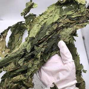 5075 <span class=keywords><strong>Mu</strong></span> <span class=keywords><strong>Gua</strong></span> Ye Atacado Ervas Tradicionais Chinesas Folhas de Papaia Secas Naturais Chá de Folhas de Papaia Natural - Product Image 2