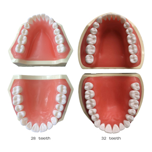 Modelo de Dientes para Prácticas de Preparación Dental, Tipo Nissin, Modelo de Estudio Dental con Encía Suave - Product Image 4