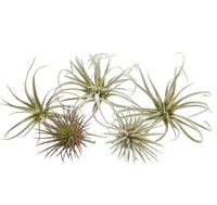 Super Septembre Offres Spéciales Ensemble de 5 Faux Artificiels Tillandsia Air Plants Broméliacées