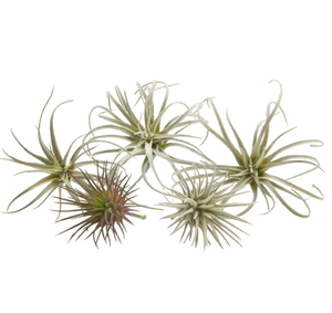 Super <span class=keywords><strong>Septembre</strong></span> Offres Spéciales Ensemble de 5 Faux Artificiels Tillandsia Air Plants Broméliacées - Product Image 2