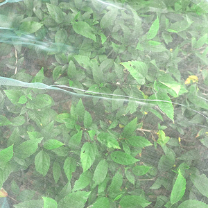 Filet de protection contre les insectes de couleur blanche, filet anti-insectes pour <span class=keywords><strong>tomates</strong></span>, maille fine - Product Image 5