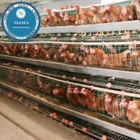 Équipement d'élevage de poulets de chair/poulets pondeurs/petits poussins de Guangzhou (Grillage métallique noir) (Usine de Guangzhou)