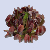 Vente en gros cactus d'extérieur mini plantes succulentes douces fausse plante toucher réel visage en pot pics hors pot petit pour la décoration