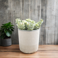 Pot à plantes succulentes rond en ciment, directement de l'usine, avec trou de drainage, pots en béton pour l'intérieur/l'extérieur, décoration de jardin à domicile, vente en gros