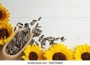 Harina de Girasol Premium a Granel, Ingrediente para Alimentación Animal, Fuente de Fibra Natural con Alto Contenido de Proteínas para Ganadería, Aves de Corral y Acuicultura - Product Image 2