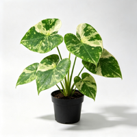 Plante d'intérieur décorative de table, Syngonium variegata à feuilles marbrées en forme de cœur, idéale pour le bureau ou les coins intérieurs