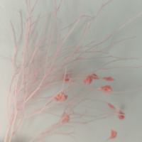 Fleurs Décoratives Naturelles Préservées en Gros pour Mariage, Noël, Fête des Mères, Saint-Valentin, Remise de Diplôme, Halloween et Nouvel An