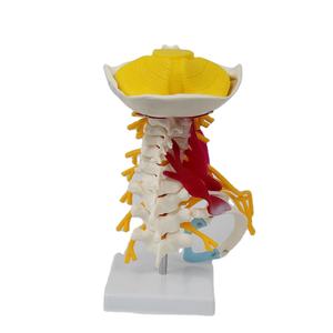 मांसपेशियों और ब्रेसटोप के साथ उन्नत गर्भाशय कशेरुकी हड्डी, लचीला संयुक्त आंदोलन - Product Image 1