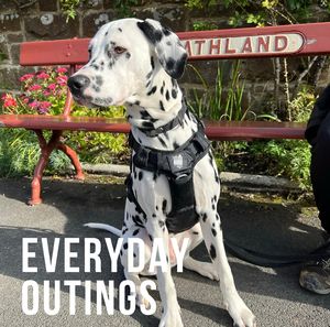 Chaleco acolchado suave para perros-Arnés ligero y cómodo para cachorros, listo para envío rápido - Product Image 3