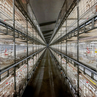 Cages automatiques à batterie pour poulets de chair de type H Poulet pour ferme avicole