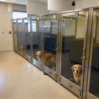 Hondenkennel systeem van roestvrij staal, modulair, voor dierenopvang, reddingscentra en veterinair gebruik, geschikt voor hondenkweek.