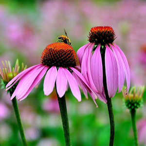 Fabrika kaynağı ekinezya tozu ekinezya <span class=keywords><strong>Purpurea</strong></span> özü <span class=keywords><strong>Echinacea</strong></span> özü ile yüksek kalite - Product Image 4