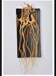 Kualitas Premium baru dipanen tumbuhan alami 25 tahun <span class=keywords><strong>Ginseng</strong></span> liar tumbuh di bawah kanopi hutan - Product Image 5