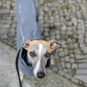 Imperméable Softshell léger personnalisé Qiqu <span class=keywords><strong>pour</strong></span> chiens Design moderne avec découpe <span class=keywords><strong>de</strong></span> laisse réfléchissante <span class=keywords><strong>pour</strong></span> Whippets - Product Image 3
