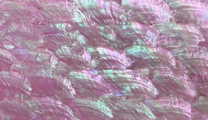 Fogli di Conchiglia Marina Naturale Madreperla all'Ingrosso con Opzioni di Colori e Spessore Multipli per Decorazione di Telefoni, Abiti e Borse - Product Image 3