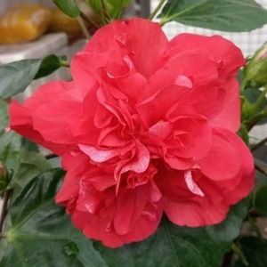 Variété d'Hibiscus mutabilis facile à cultiver pour la décoration des jardins fleuris et l'aménagement extérieur - Product Image 3