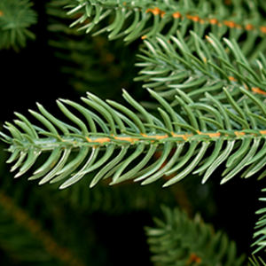 شجرة عيد الميلاد الاصطناعية من البولي إيثيلين النقي للديكور الداخلي وغرفة المعيشة والديكور الخارجي الصديق للبيئة (باستثناء السياج) - Product Image 3