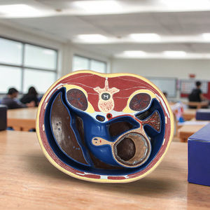 पेट मानव शरीर रचना भागों के माध्यम से योजनाबद्ध क्रॉस अनुभाग चिकित्सा मानव शिक्षण मॉडल - Product Image 6