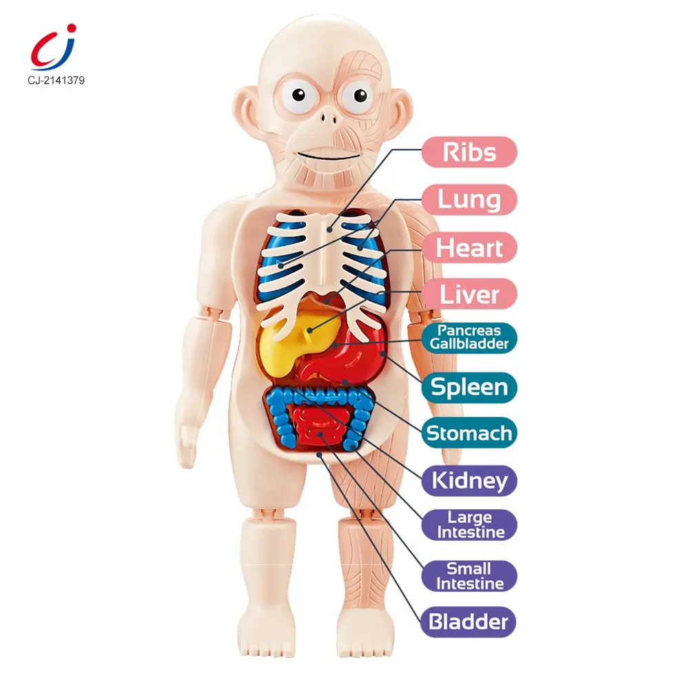 몬테소리 장난감 해부학 인체 과학 키트 장기 실험 세트 DIY 과학 학습 교육 도구 모델 인체 장난감