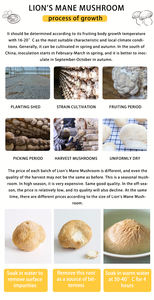 Champignon <span class=keywords><strong>Hericium</strong></span> de haute qualité, nourrissant, de montagne profonde, de grande taille - Product Image 4