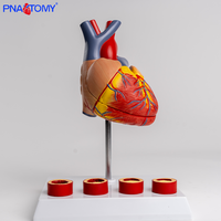 Modelo vascular de trombo de corazón de tamaño natural, simulación de enseñanza de PVC anatómicamente disecable