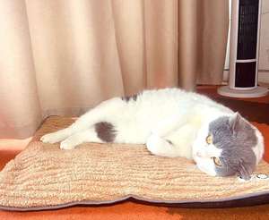 Alfombra Impermeable para Mascotas, Cama Calefactable para Perros y Gatos, Almohadilla Térmica para Mascotas con Termostato y Temporizador - Product Image 6