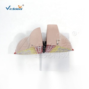 Modelo de anatomía mamaria femenina en reposo y lactancia, modelo de estructura de seno para enseñanza médica en ginecología y cirugía estética - Product Image 1