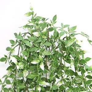 Planta Colgante <span class=keywords><strong>de</strong></span> Callisia Elegans, Vibrante y Variegada, con Elegante Caimiento, Ideal para Decoración Interior y Exterior con <span class=keywords><strong>Sombra</strong></span> - Product Image 3