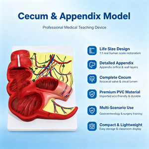 Modello Anatomico di Appendice e Ceco in PVC a Grandezza Naturale per l'Insegnamento di Gastroenterologia CE ISO ROHS CNAS - Product Image 1