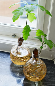 Nuevo Florero <span class=keywords><strong>de</strong></span> Vidrio para Germinar Bellotas <span class=keywords><strong>de</strong></span> <span class=keywords><strong>Aguacate</strong></span>, Florero <span class=keywords><strong>de</strong></span> Propagación <span class=keywords><strong>de</strong></span> Bellotas, Cultiva Aguacates y Árboles <span class=keywords><strong>de</strong></span> Roble, Floreros <span class=keywords><strong>de</strong></span> Cristal Minimalistas para el Hogar - Product Image 4