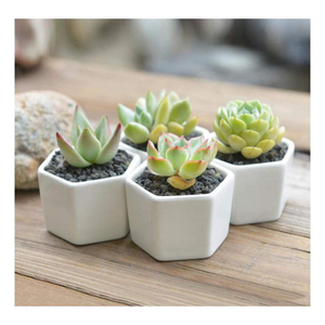 Vasi per <span class=keywords><strong>Piante</strong></span> da Interno Esagonali in Stile Nordico a Basso Prezzo, Piccoli Vasi in Ceramica Bianca per Succulente Miniature - Product Image 2