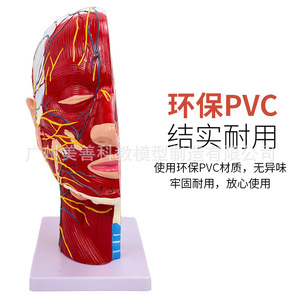 Anatomie sagittale de la tête ; anatomie de la tête et du cou ; modèles otolaryngologiques ; modèles cérébraux ; modèles de tête en vue superficielle. - Product Image 2