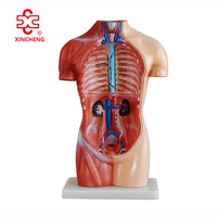 Mannequin torse sans sexe de 42 cm en PVC, modèle d'enseignement médical de la marque XC