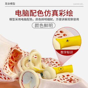 Modèle anatomique agrandi de la structure de l'oreille humaine et du système auditif ; outil pédagogique pour l'apprentissage du nettoyage interne de l'oreille - Product Image 5