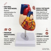 Modelo de Corazón Natural Grande, Ecológico, de PVC Reutilizable, para Demostración de Estructura, para Enseñanza de Anatomía en Laboratorios Médicos, con Certificaciones CE/ISO/ROHS/CNAS