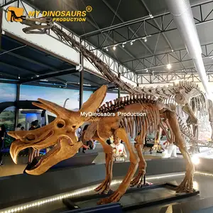 マイディノDS047ミュージアムエキシビショングラスファイバー恐竜スケルトントリケラトプス
