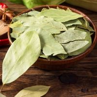 Pabrik Daun Laurel Menyediakan Rempah-rempah Alami Berkualitas Tinggi Grosir Daun Laurel Kering Daun Bay