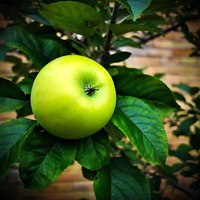 Fabrieksleverancier voedingsmiddelenkwaliteit wateroplosbaar groen appel fruitpoeder gesproeid gedroogd groen appel sap poeder