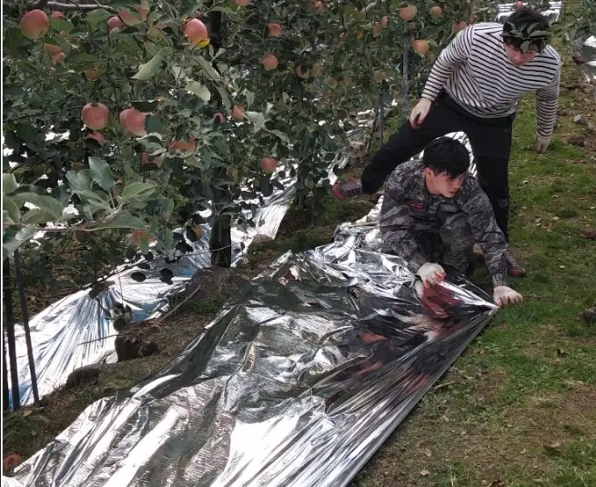 Película de laminación de aluminio, películas de Mylar para el crecimiento de plantas, película de Mylar de alta reflexión, hojas de lámina para cubrir invernaderos de jardín