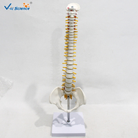 Modèle anatomique pour écoles de médecine : Vertèbre occipitale, bassin, tête fémorale, nerf spinal – PVC écologique certifié CE VicScience