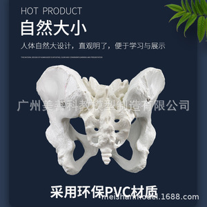 Modèle de bassin féminin, modèle d'os pelvien féminin, modèle de démonstration et d'enseignement en obstétrique, modèle squelettique féminin - Product Image 4