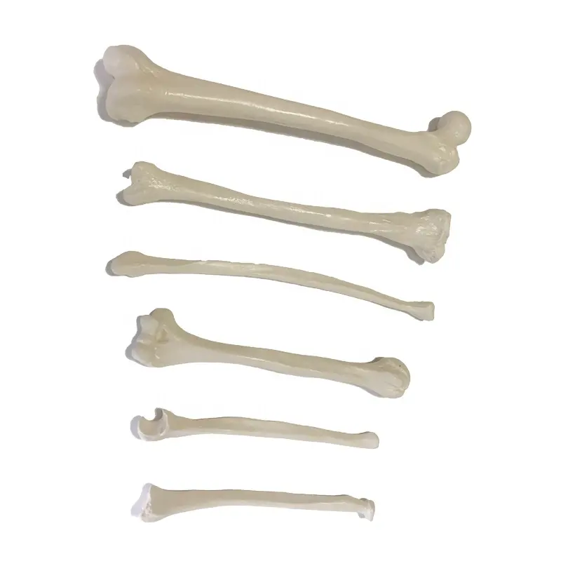 A grandezza naturale di ossa umane di insegnamento medico allentato modello di osso del femore tibia degli arti modello di osso