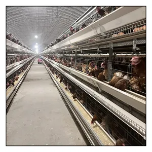 Cage pour Offre Spéciale poules pondeuses Cage de batterie Fermes avicoles Fermes d'élevage de poulets Cages pour poules pondeuses Volaille