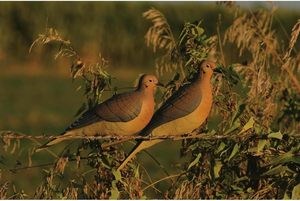 Lot de leurres réalistes pour colombes d'obsédition, oiseaux en repos et en perchoir avec clip de suspension facile pour la chasse - Product Image 6