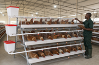 Prix Usine Nouvelle Cage à Poulets en Batterie de Type A à 3 Niveaux en Acier Galvanisé, Haute Capacité, Conception Peu Encombrante, pour Volailles Africaines HAOKAI